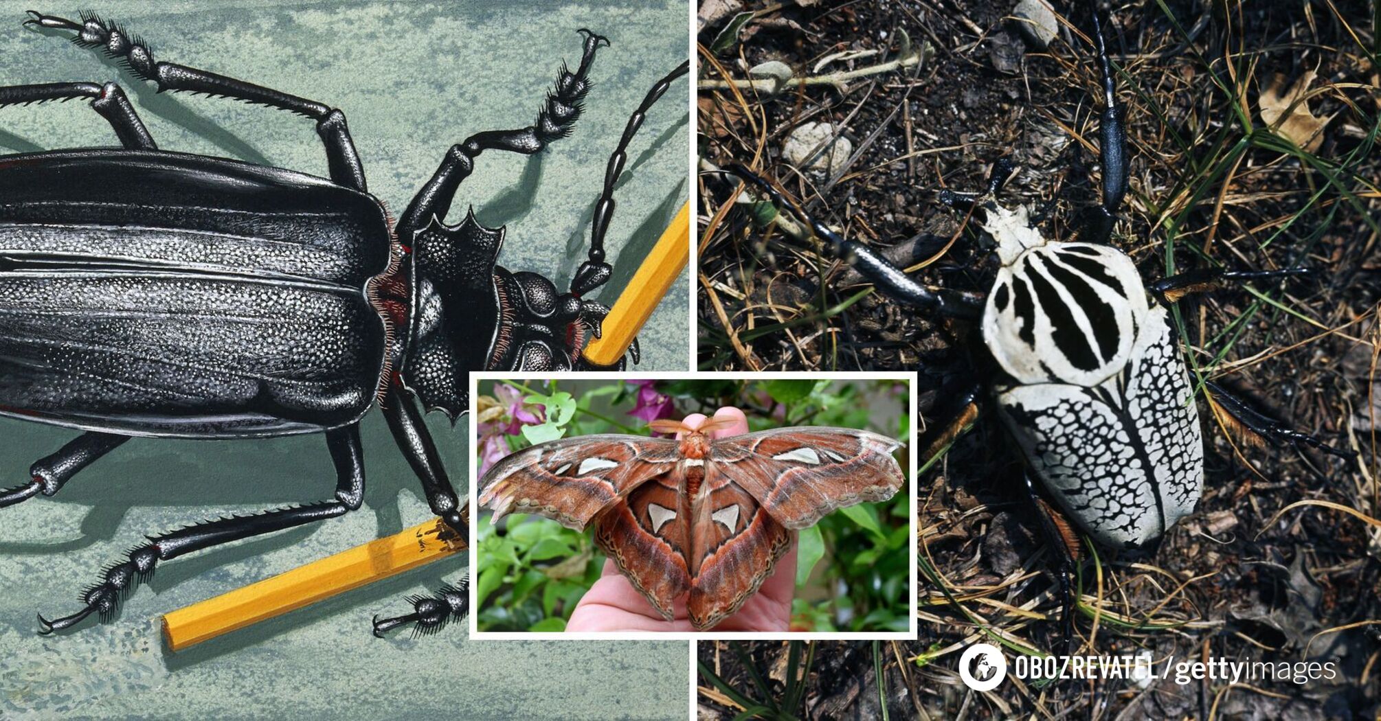 10 largest insects in the world: some of them can scare even experienced entomologists