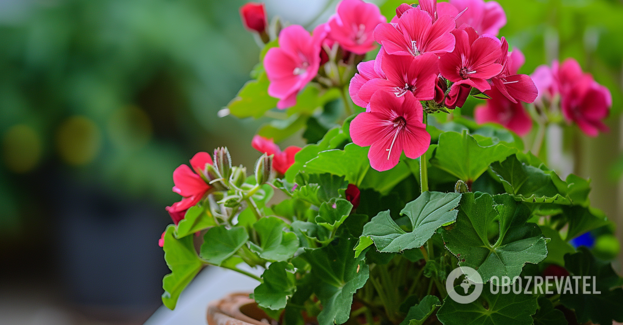 What to do if geranium leaves turn red: tips