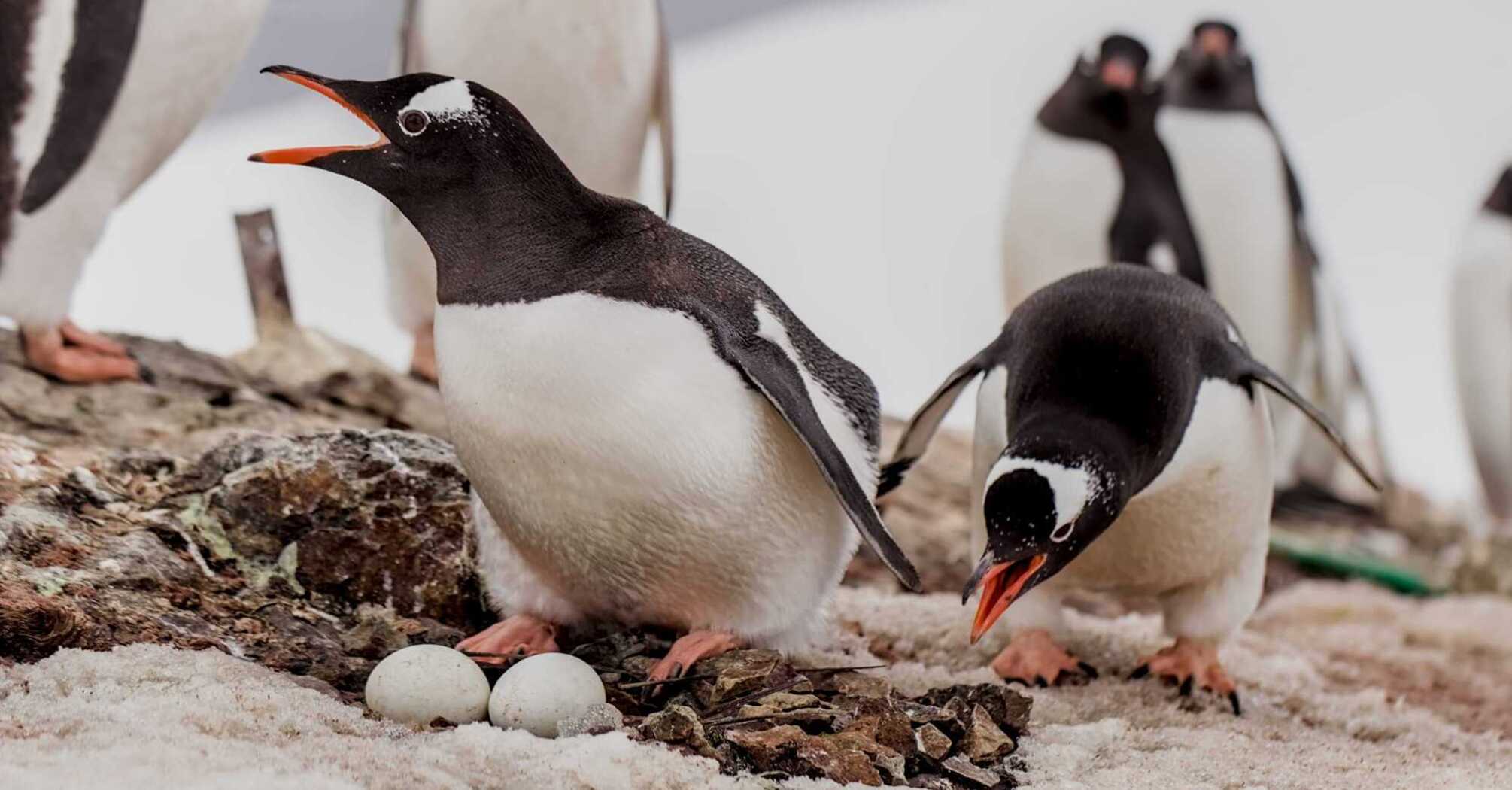 Ukrainian polar explorers have a baby boom: penguins have already laid about 1800 eggs near Vernadsky. Photo.