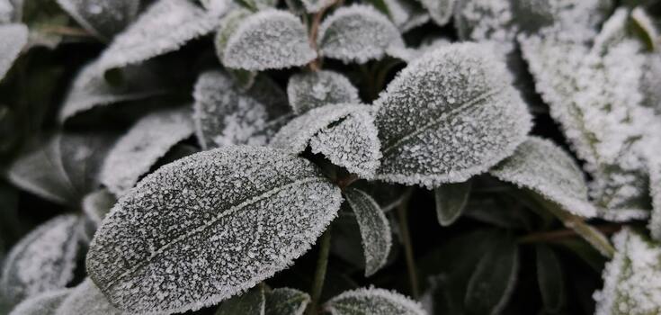 Protect the garden and vegetable garden: what to do in the country in December