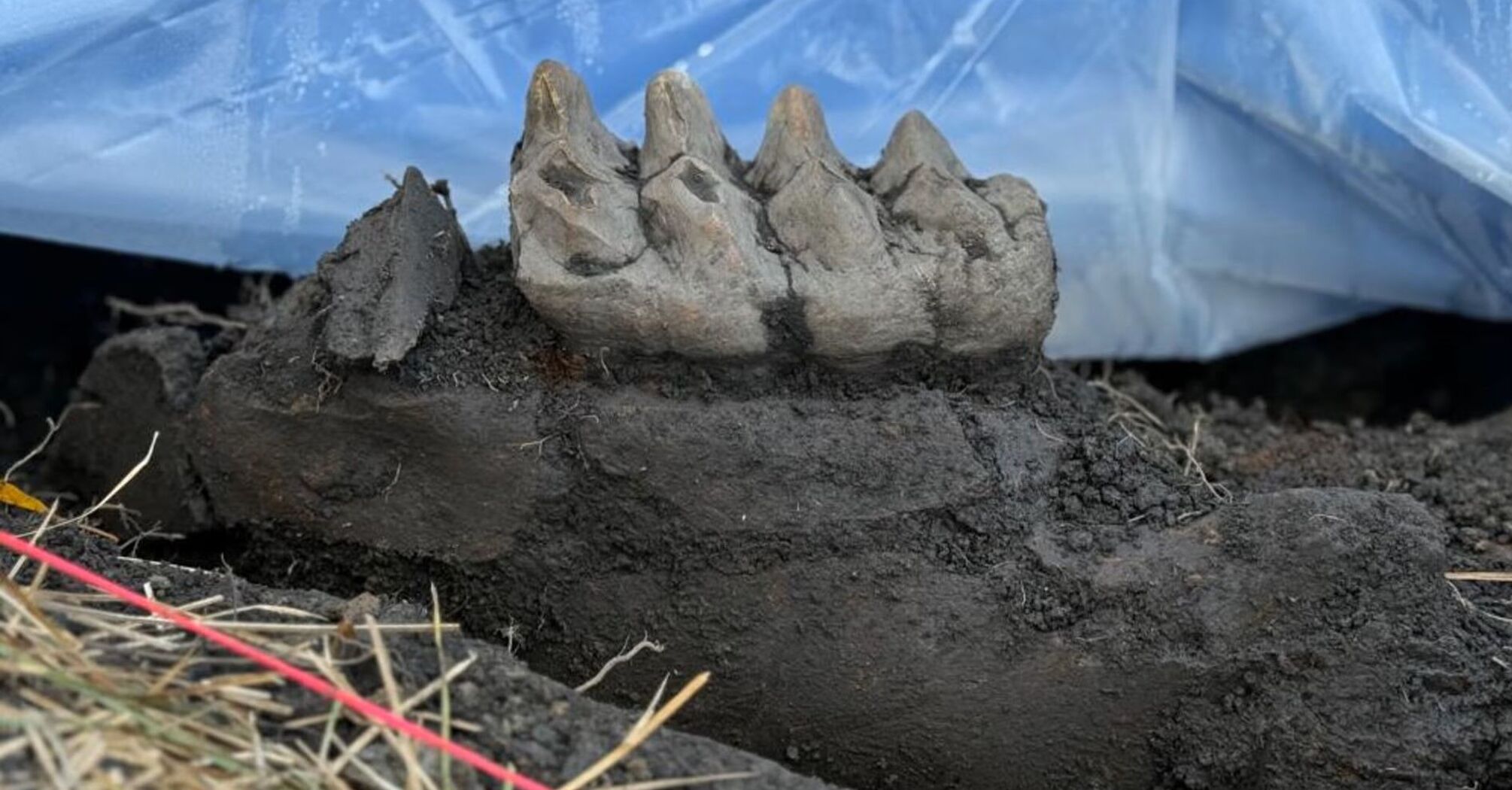 Two big teeth sticking out of the ground: New Yorker unearths mastodon jaw in his own backyard