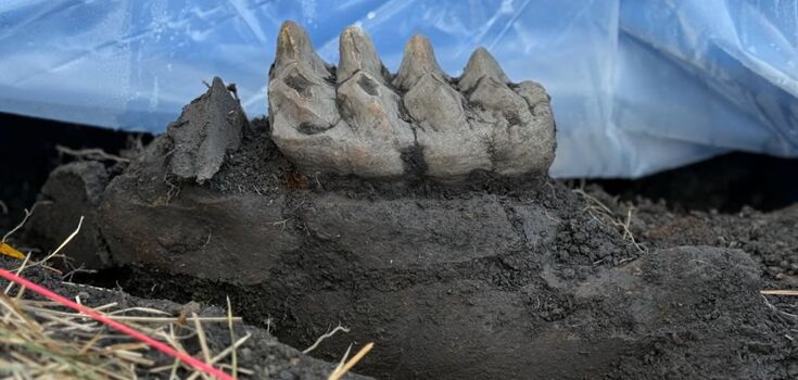 Two big teeth sticking out of the ground: New Yorker unearths mastodon jaw in his own backyard