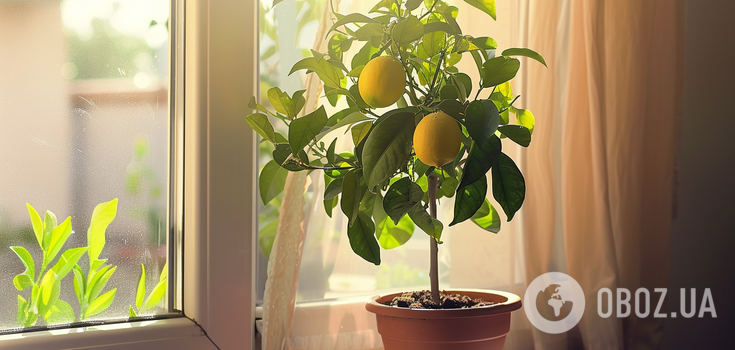 What citrus fruits you can grow at home: simple instructions for every type