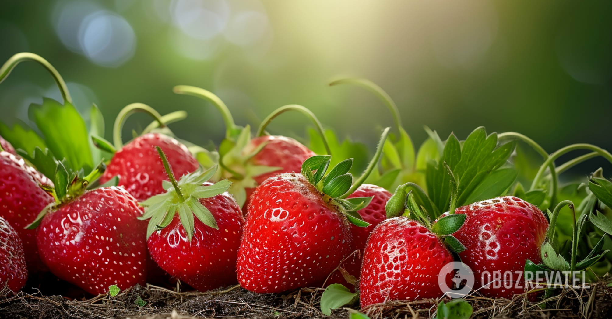 You can do it in January: how to plant strawberries for seedlings in winter