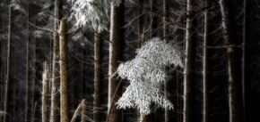 The best Christmas horror movies: gather friends and prepare to be spooked