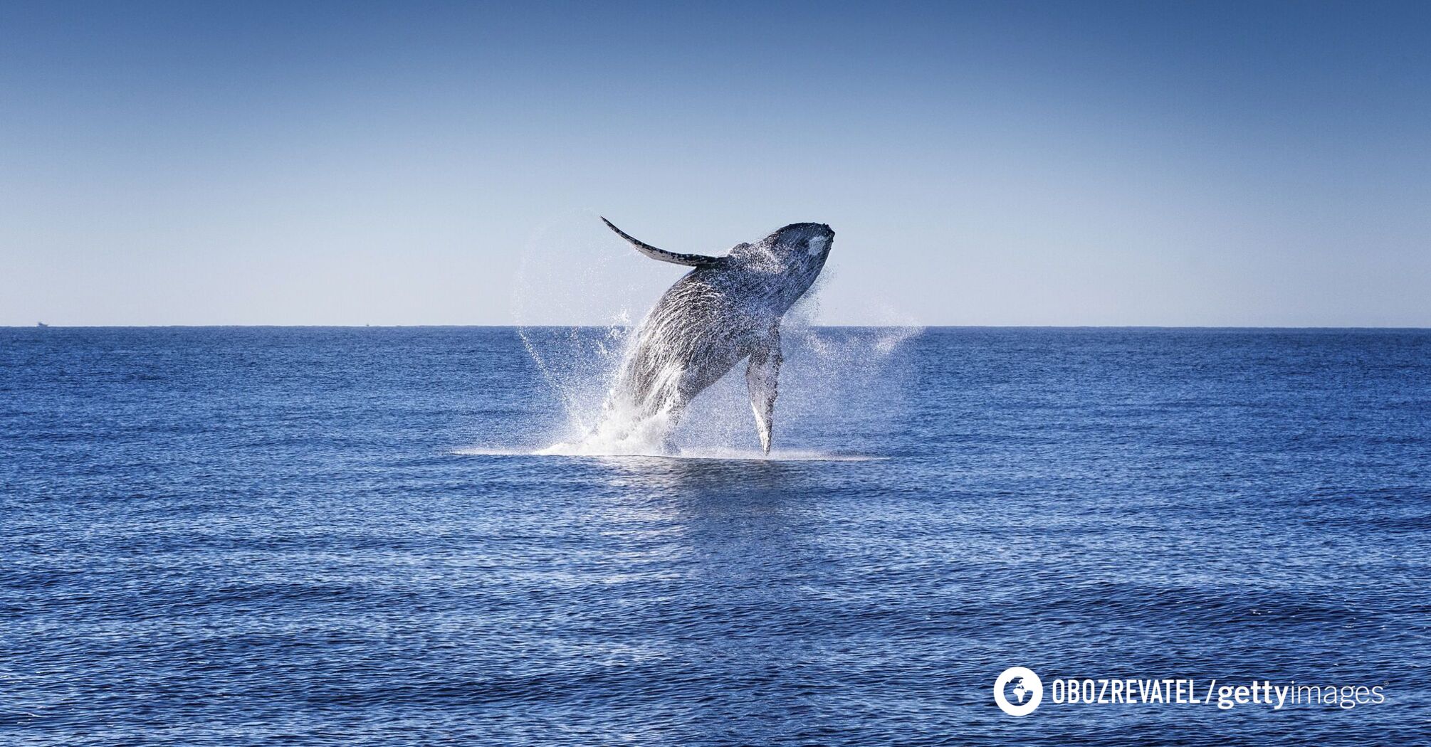 'That look was one of the most emotional moments of my life': the photographer captured the whale's eye in a close-up. Incredible shots