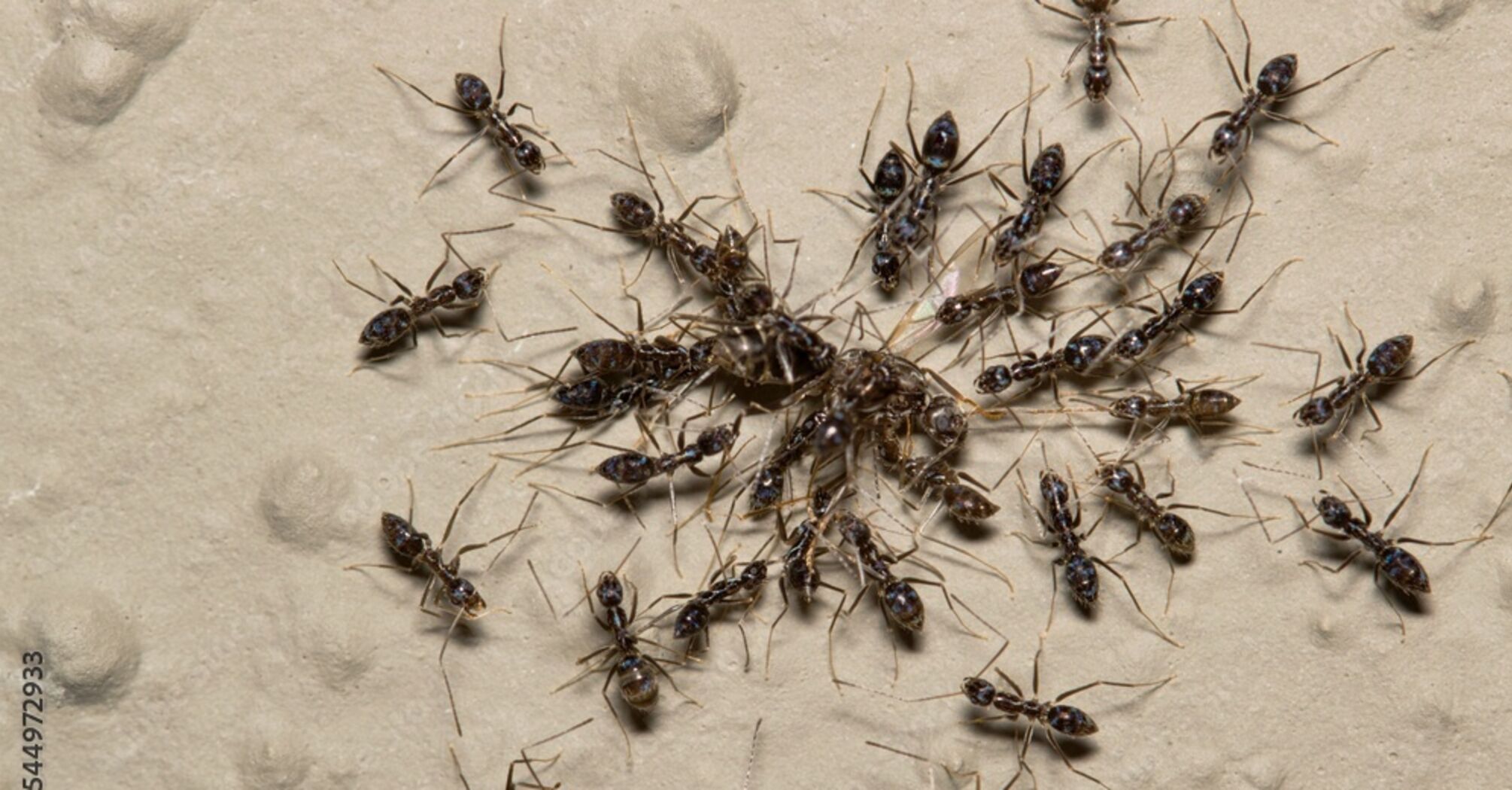 Group intelligence of ants proved to be better than human intelligence: what the maze experiment showed