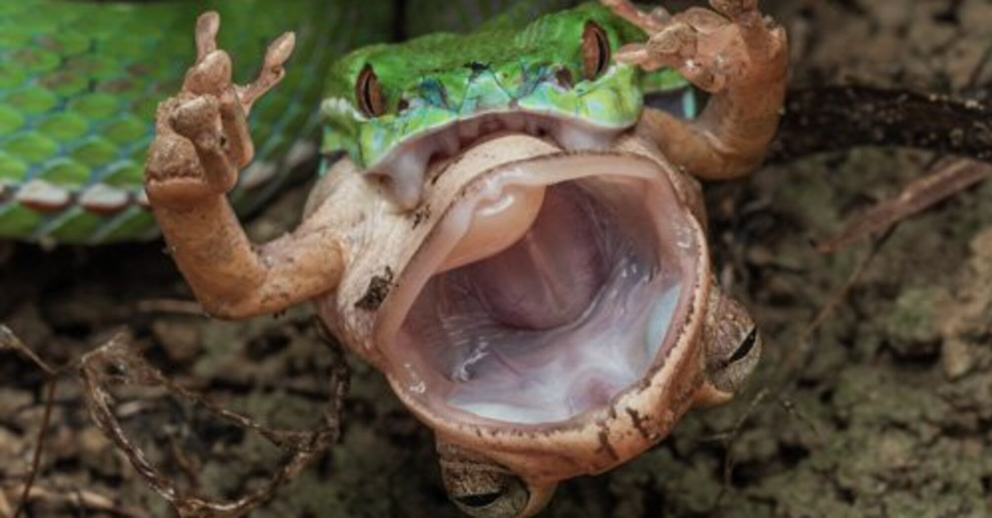 Moments before death: fatal fight between venomous pit viper and frog captured in eerie photo