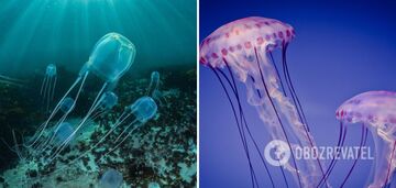 The most dangerous jellyfish in the world have been named: what happens after their sting