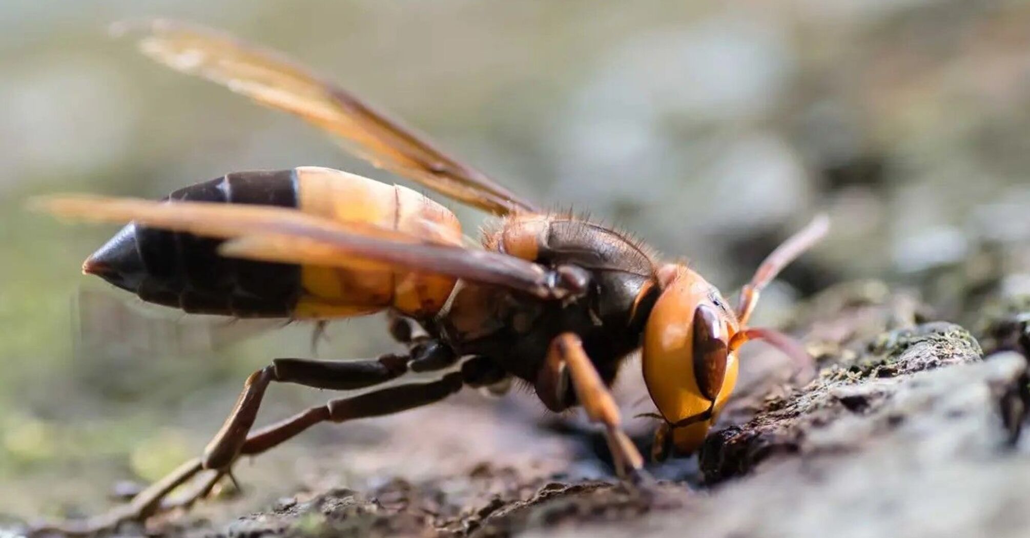 Giant hornets from Asia spotted in Europe for the first time: what they look like and how they threaten people