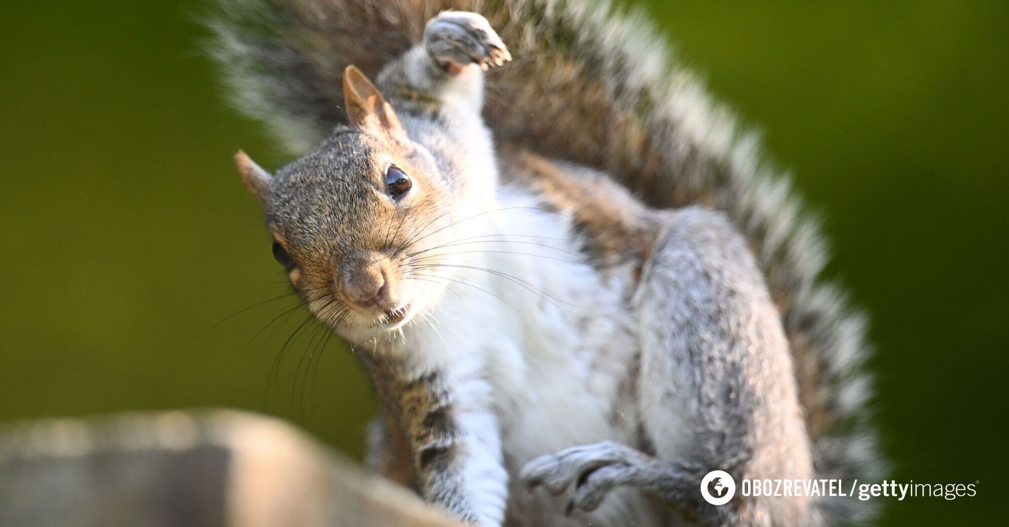 Scientists have revealed the secret of gophers that can live without water for more than 6 months and do not feel thirsty