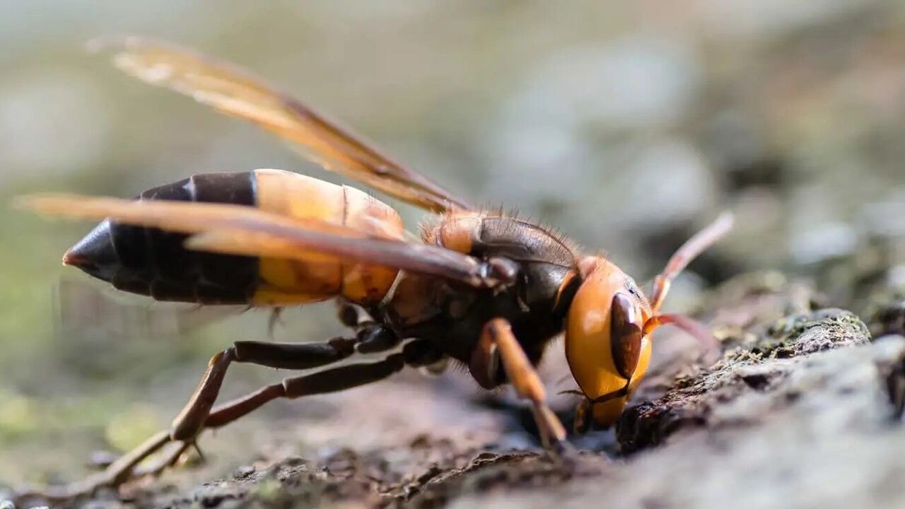 Giant hornets from Asia spotted in Europe for the first time: what they look like and how they threaten people