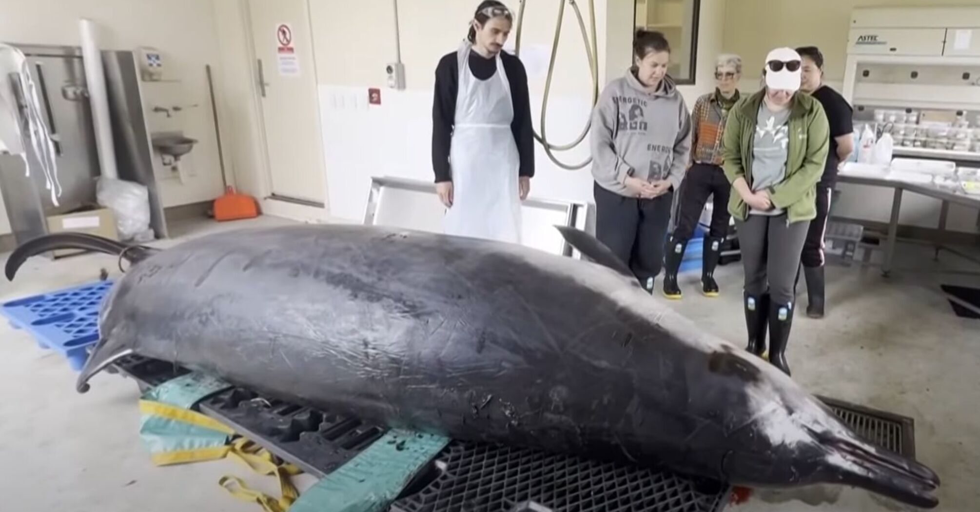 The mystery of the world's rarest whale may be solved: scientists gathered for the 'meeting of the decade'