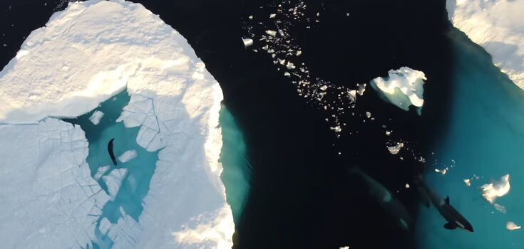 A seal hid from killer whales inside a glacier: Ukrainian polar explorers filmed an incredible video of the rescue
