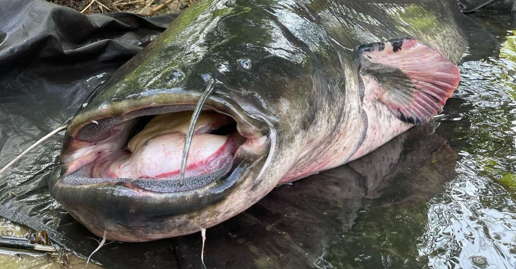 'As if from another planet!' Polish fisherman caught a catfish almost three meters long: photo of the giant