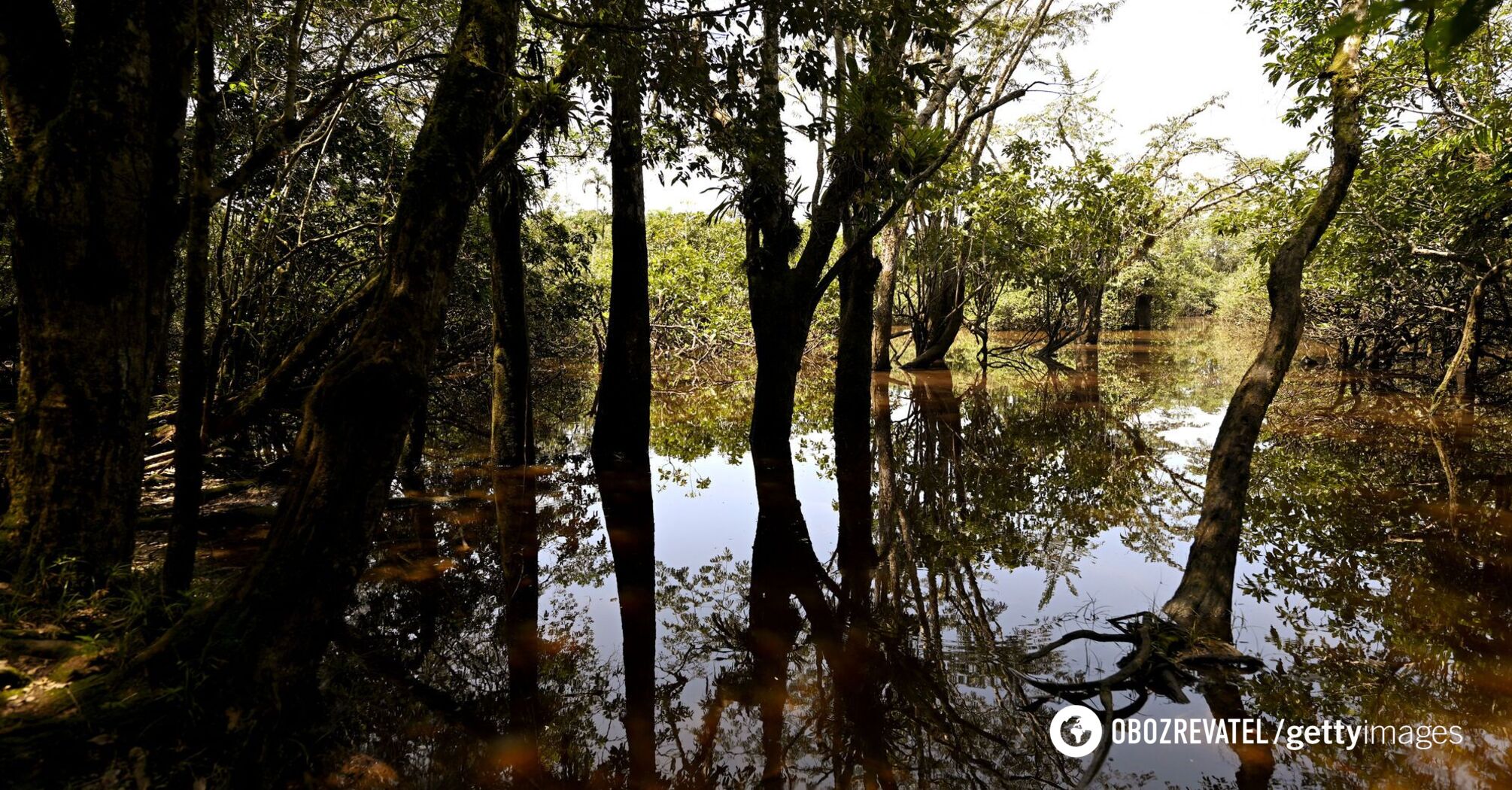 Something between a snake and a worm: a mysterious creature with dozens of teeth was discovered in the forests of Ecuador. Photo