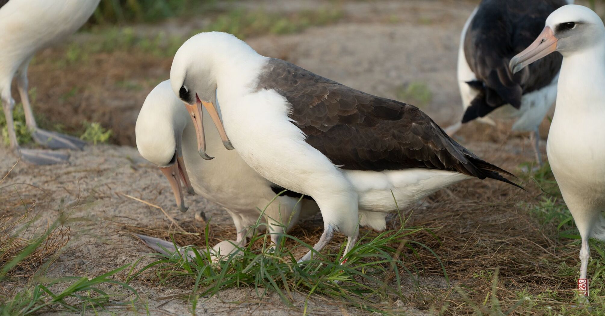 A unique case: the oldest bird in the world laid an egg at the age of 74. Photos and video