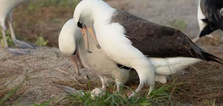 A unique case: the oldest bird in the world laid an egg at the age of 74. Photos and video