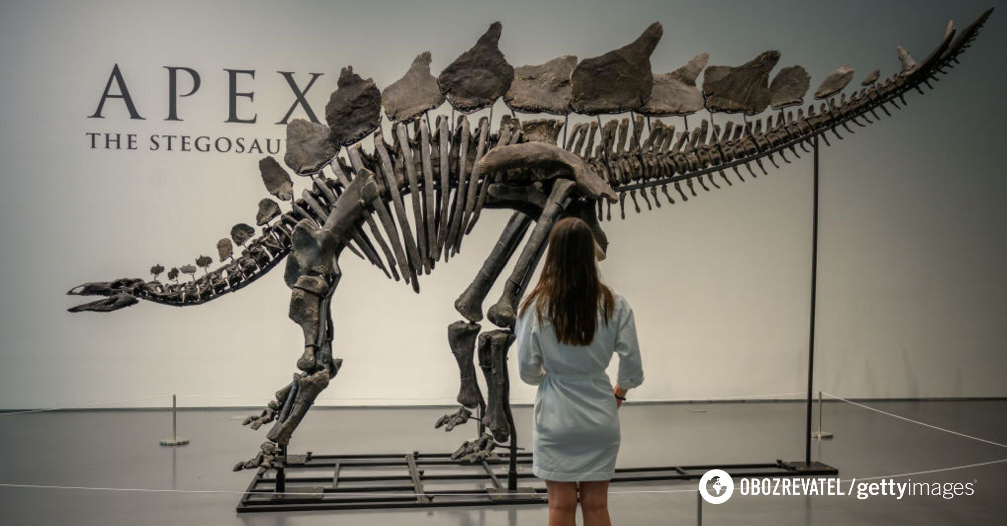 The most expensive dinosaur fossil was shown at an exhibition in New York: what the $45 million Apex stegosaurus looks like. Photo