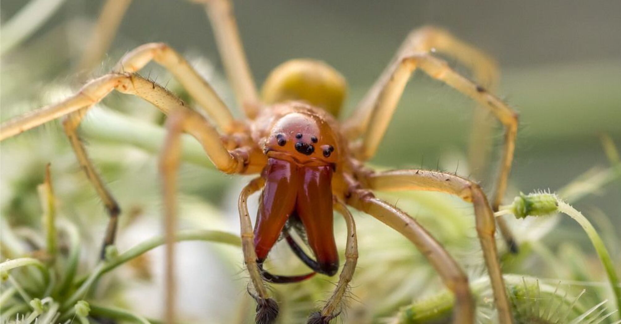 What two of the scariest spiders in Europe look like. PhotoJak wyglądają dwa najstraszniejsze pająki w Europie. Zdjęcie