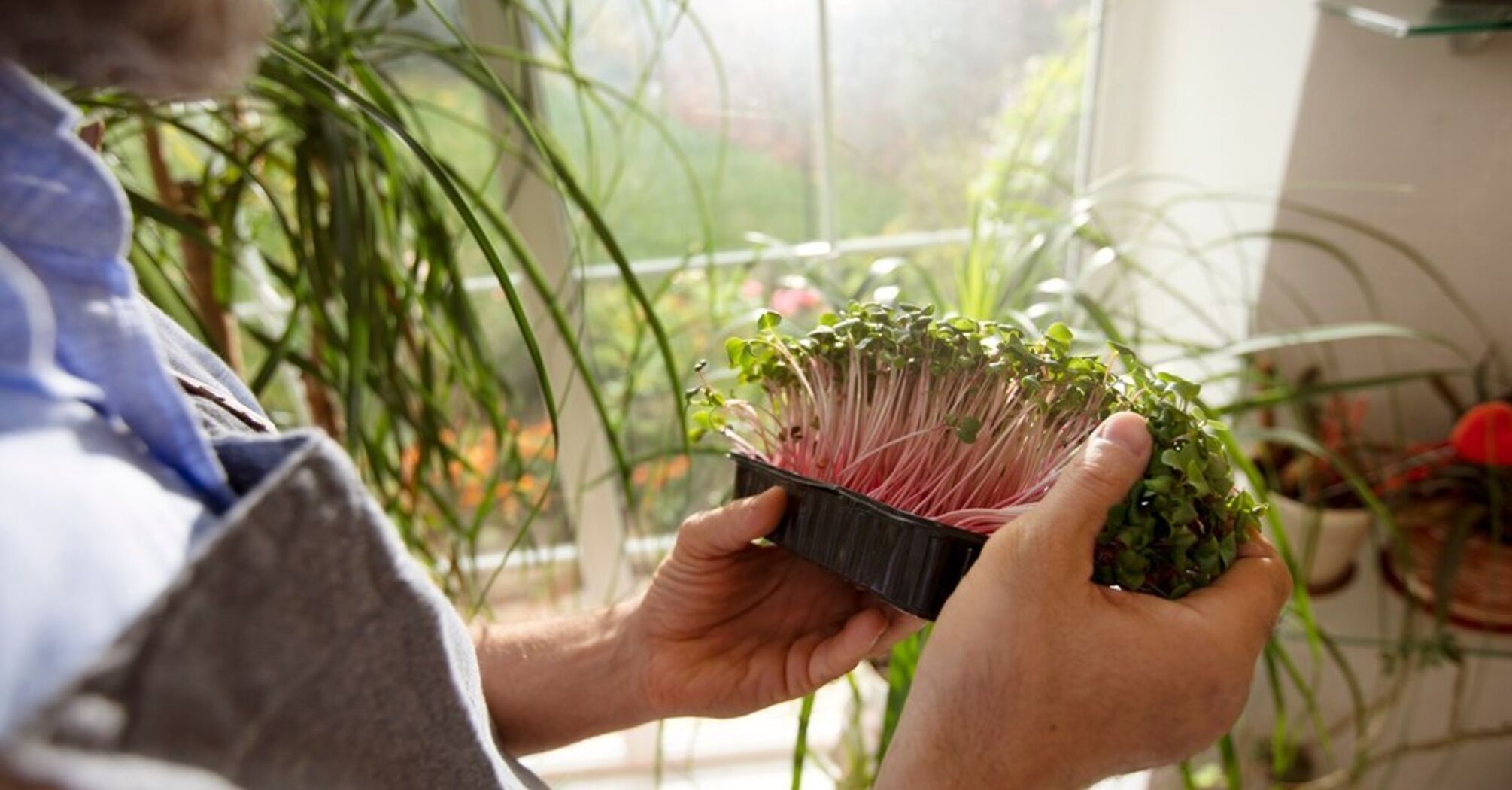 How to make greenhouses on the balcony: simple instructions