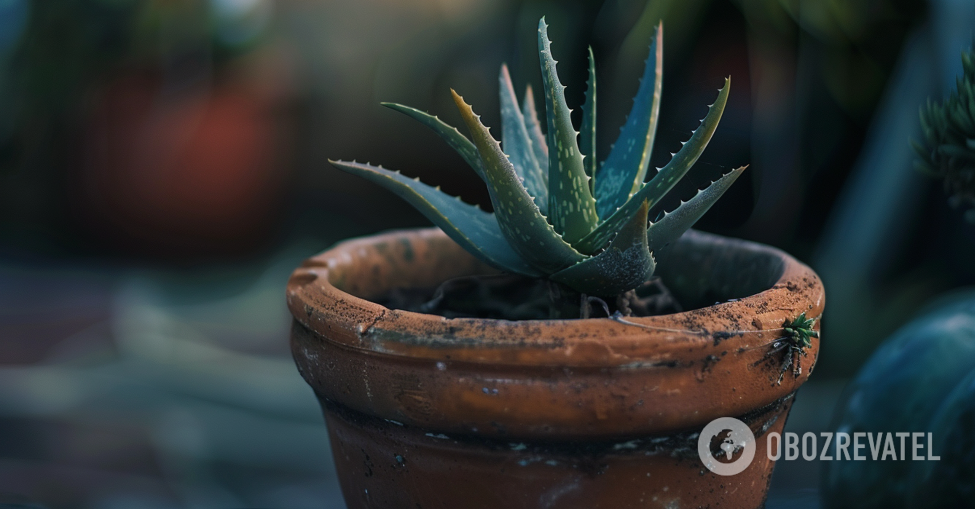 How to grow aloe vera at home: rules of care for beginners