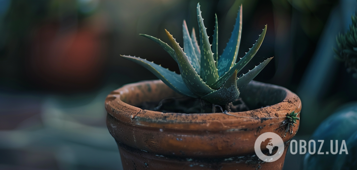 How to grow aloe vera at home: rules of care for beginners
