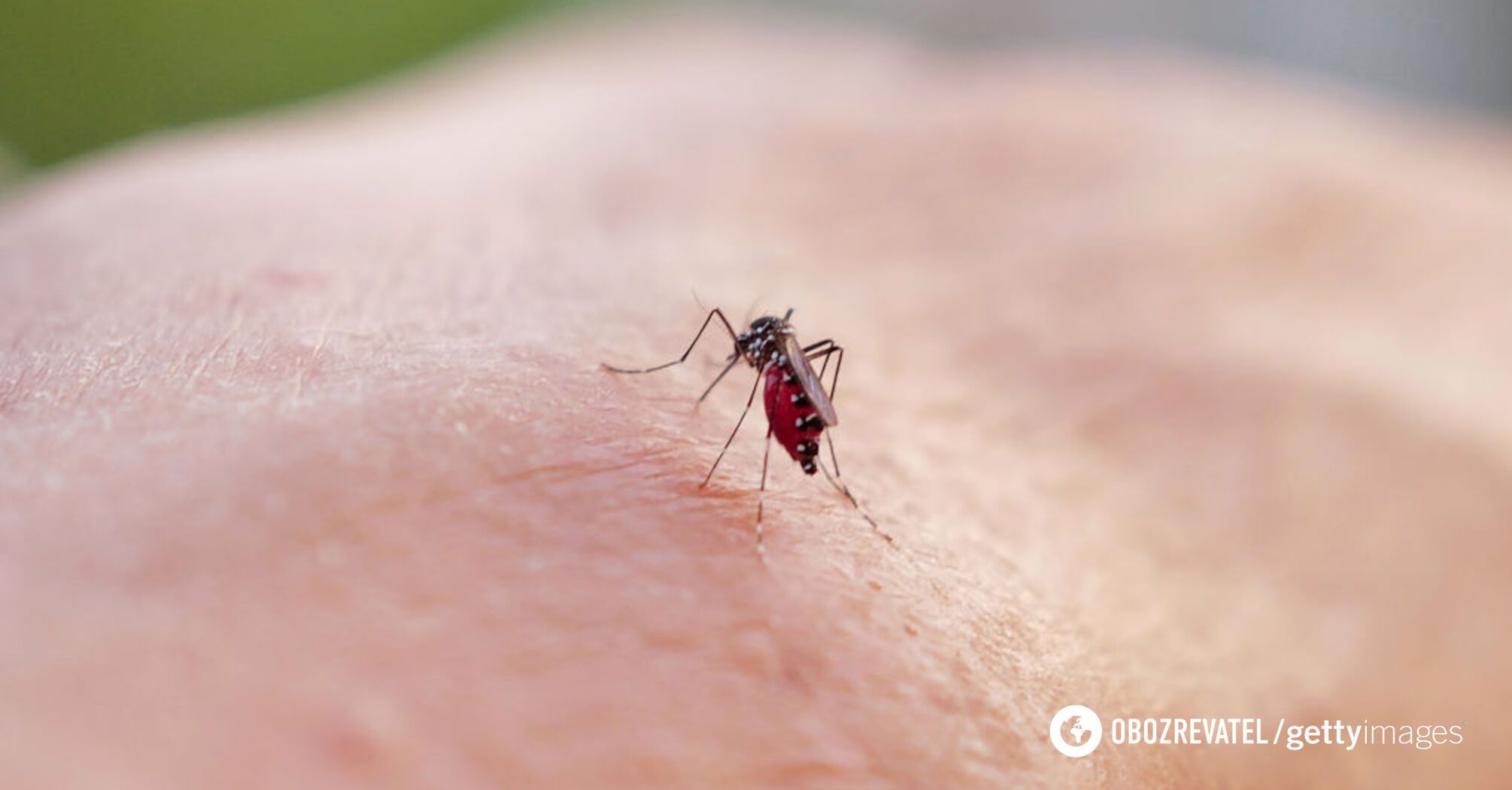 New study clarifies why mosquitoes bite some people more often than others