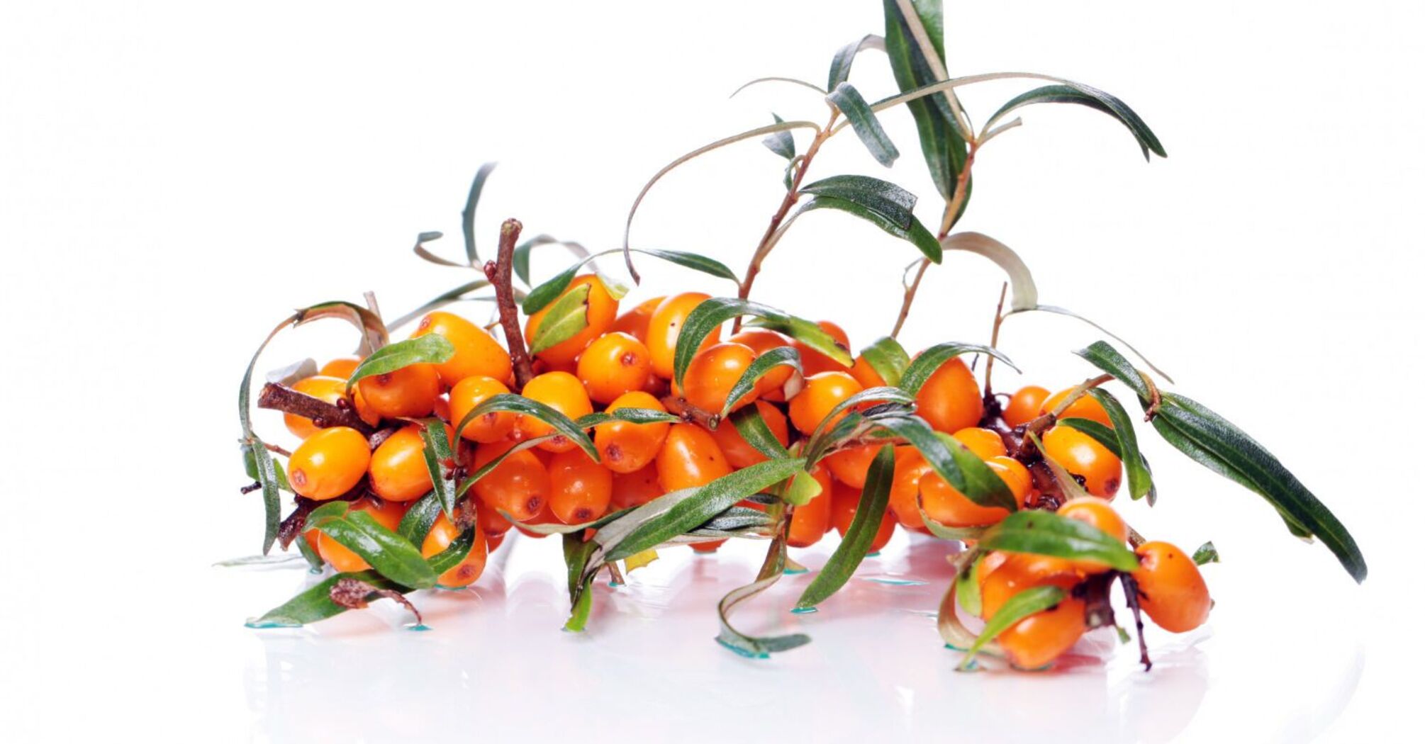 Очищение от шлаков и чудо защита: невероятные свойства облепихи