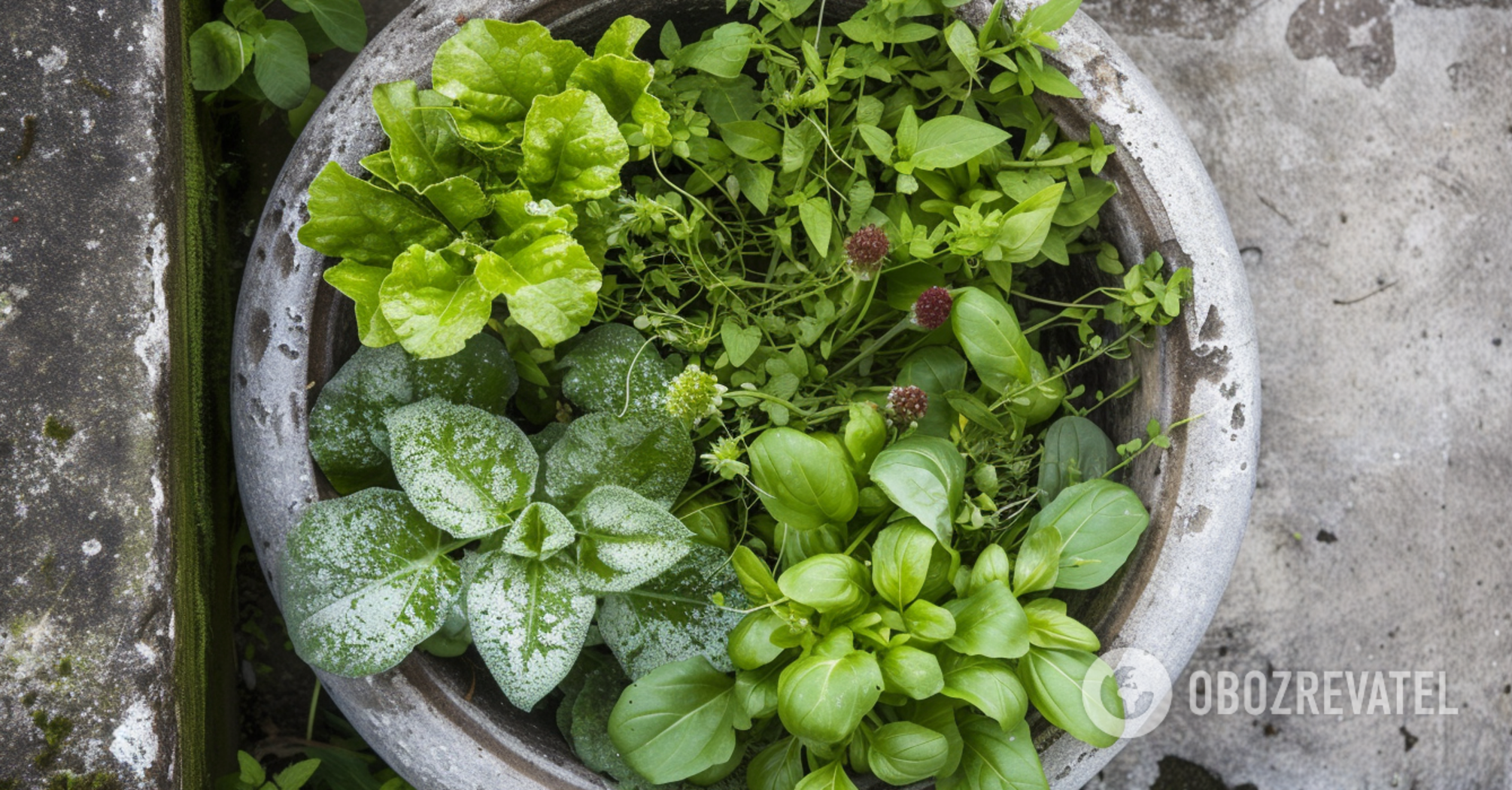 Useful in every home: which indoor flowers are medicinal