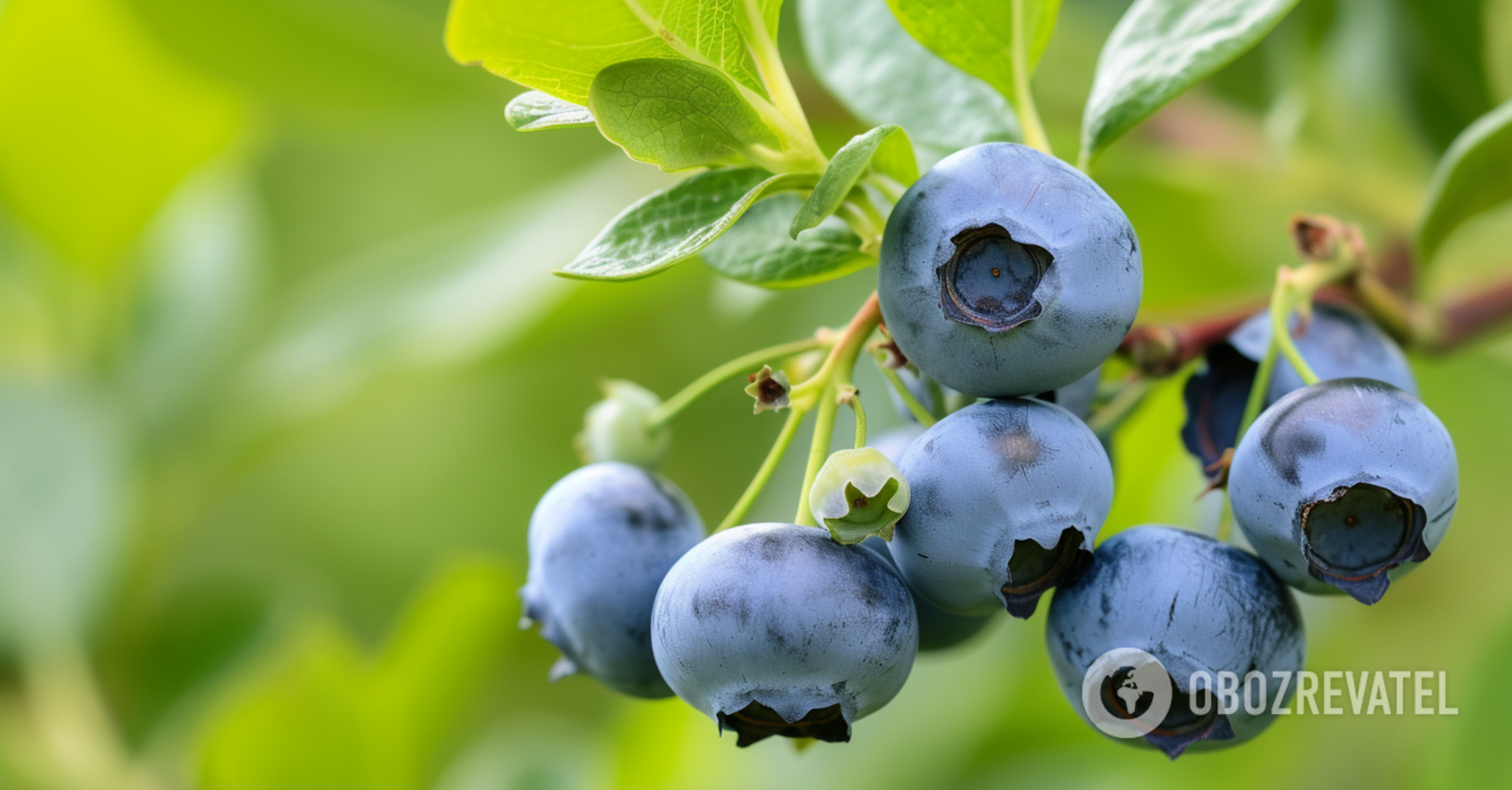 How to grow blueberries in the garden: how to plant and care for them correctly
