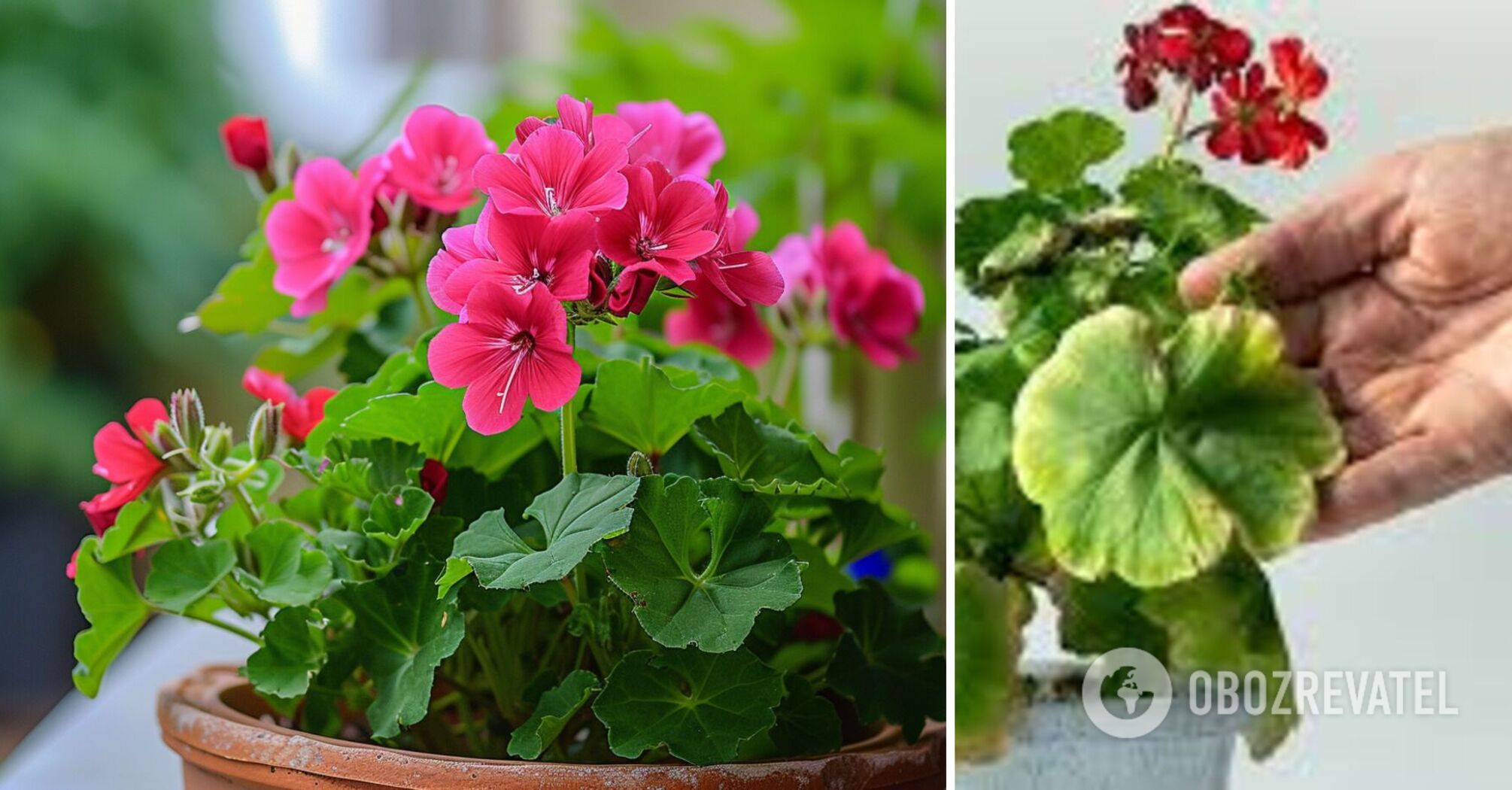 Kiedy przesadzać pelargonie i jakie oznaki wołają o pomoc