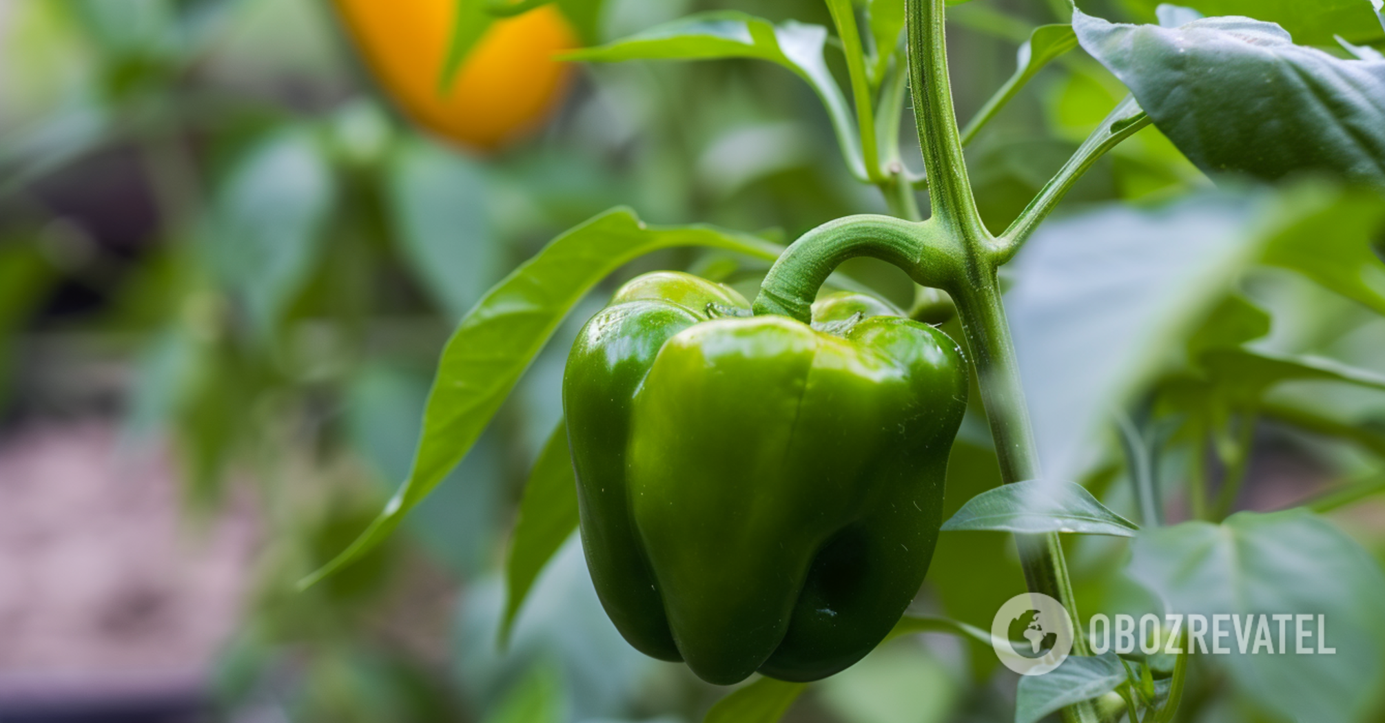 How to prepare the soil for pepper seedlings and what days in February are considered the best for sowing