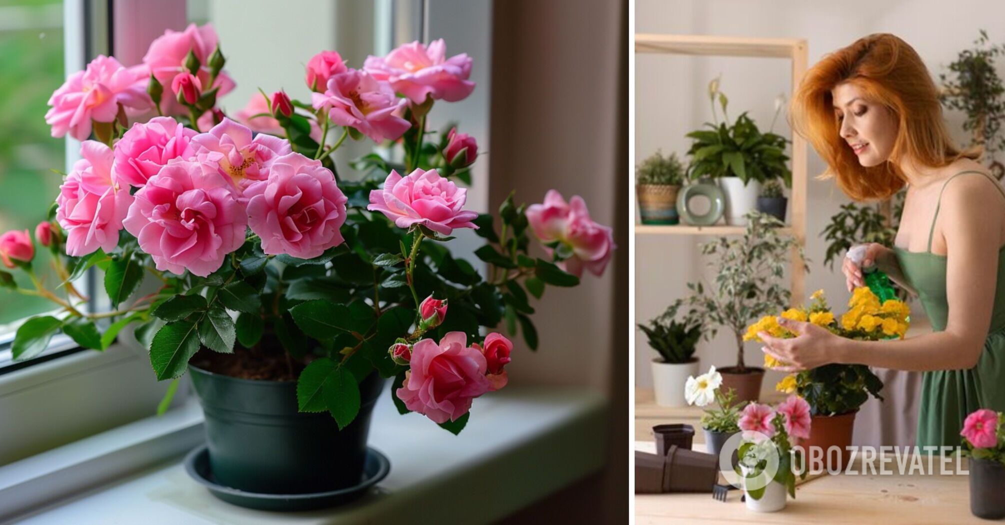 Jakie kwiaty podarować na Walentynki: 6 roślin domowych, które z łatwością zastąpią bukiet i przetrwają lata