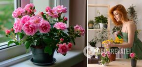 What flowers to give for Valentine's Day: 6 indoor plants that will easily replace a bouquet and will stand for years