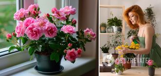 What flowers to give for Valentine's Day: 6 indoor plants that will easily replace a bouquet and will stand for years