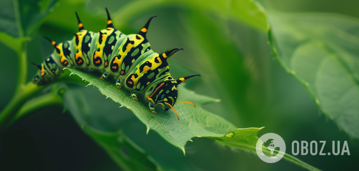 Only the most attentive will find a caterpillar in a picture in 15 seconds: it's not as easy as it seems