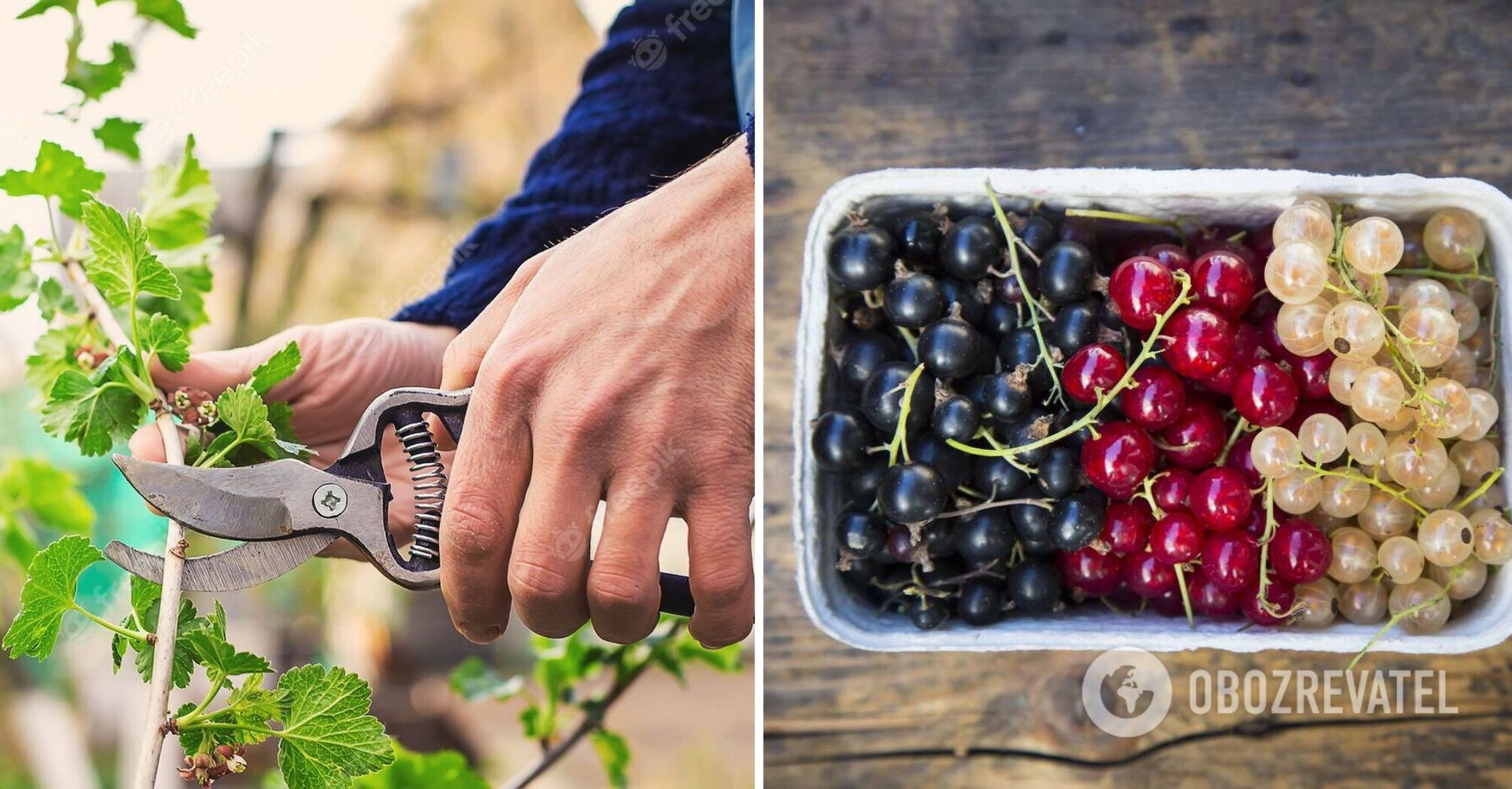 Currants and gooseberries will be huge: how to prune these bushes properly