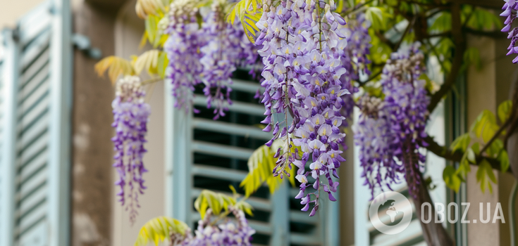 Everyone will see the result: these three plants need to be pruned now if you want abundant blooming