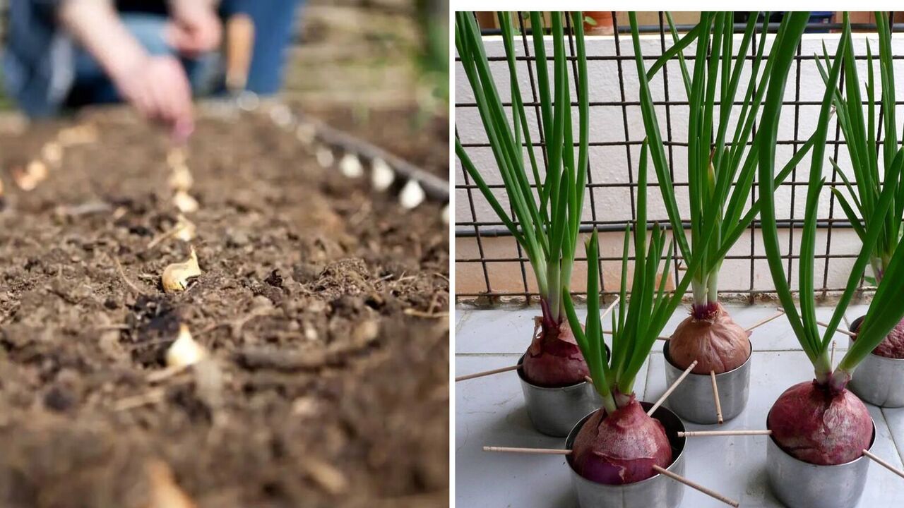 When to plant onions and how to prepare the soil for a better harvest