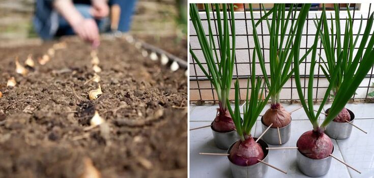 When to plant onions and how to prepare the soil for a better harvest