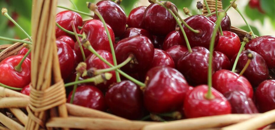 Чим підживити вишню навесні