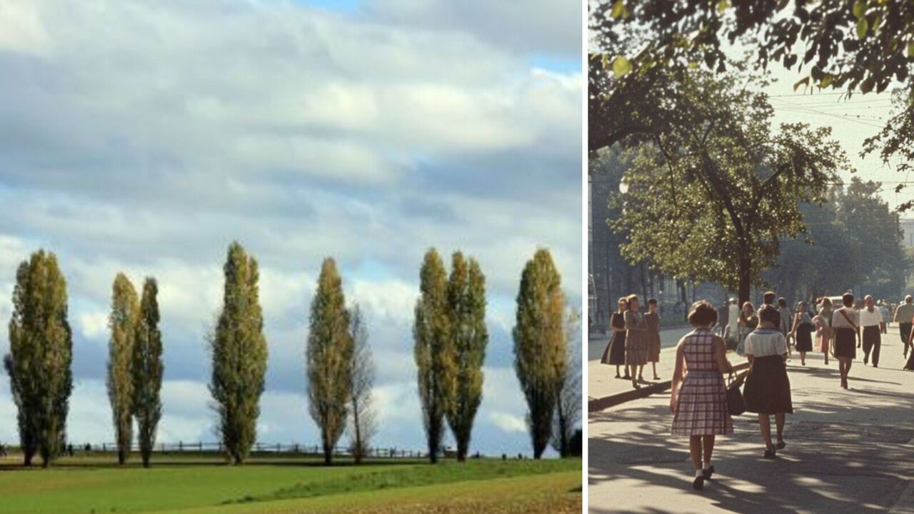 Why poplars were planted in the U.S.S.R. en masse: they were in every yard
