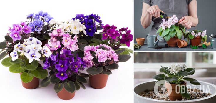 How to make violets bloom all year: simple instructions
