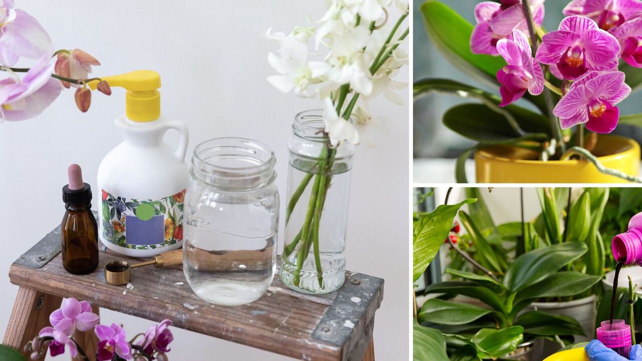 What fertilizers you should never feed orchids with