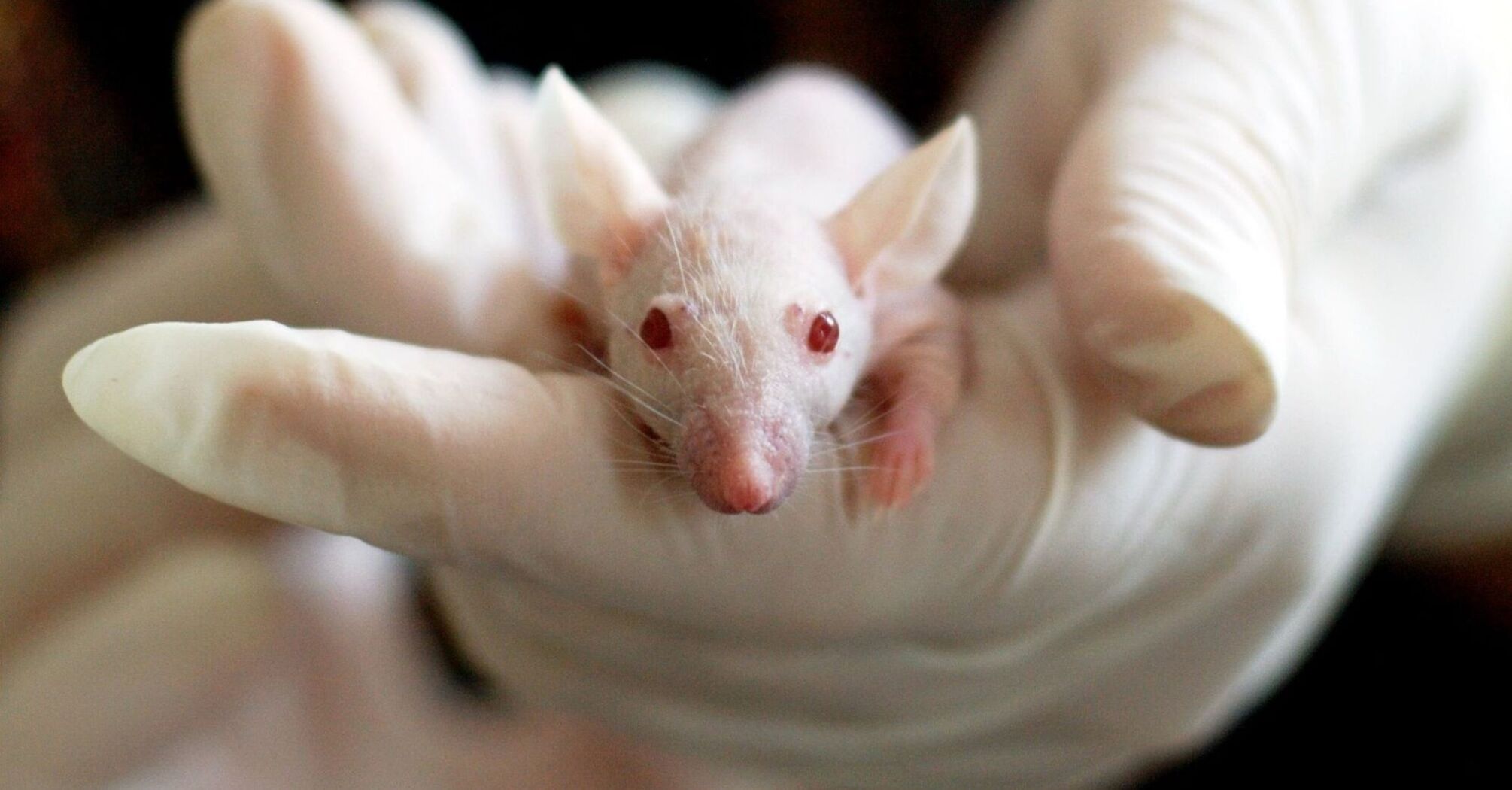 Scientists conducted experiments on mice