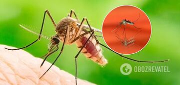 Scientists discover that mosquitoes may be attracted to certain colors: which ones 