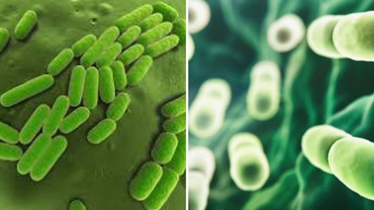 Bacteria capable of turning carbon dioxide into crystals discovered at a depth of 1,250 meters: how they may help fight climate crisis