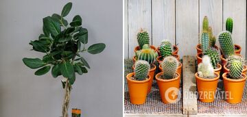 Absord negativity and attract money: three indoor plants that should be in every home