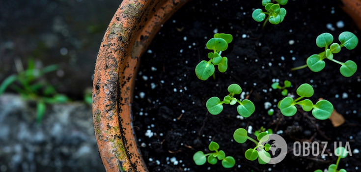 Is it necessary to heat the soil for seedlings: what is the essence and why opinions differ
